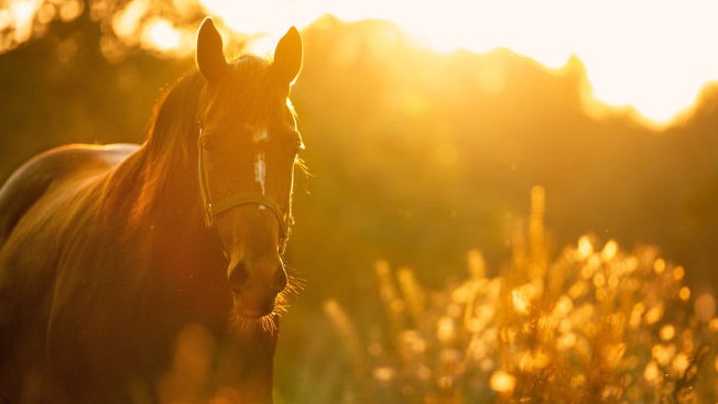 Paseos en caballo en Arroyo Frío